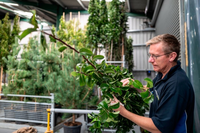 Stuart Tickner checks plants that have been imported from the EU and have cleared their customs checks