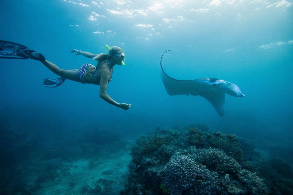 Get up close and personal with a manta ray