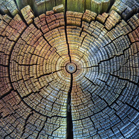 Getty Images Spikes in the level of carbon-14 isotope in tree rings have revealed past spikes in high-energy particles bombarding the Earth (Credit: Getty Images)