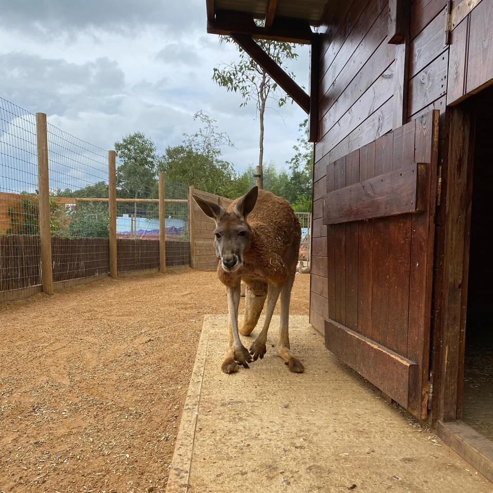 Cassiobury Farm has been home to many exotic animals including wallabies