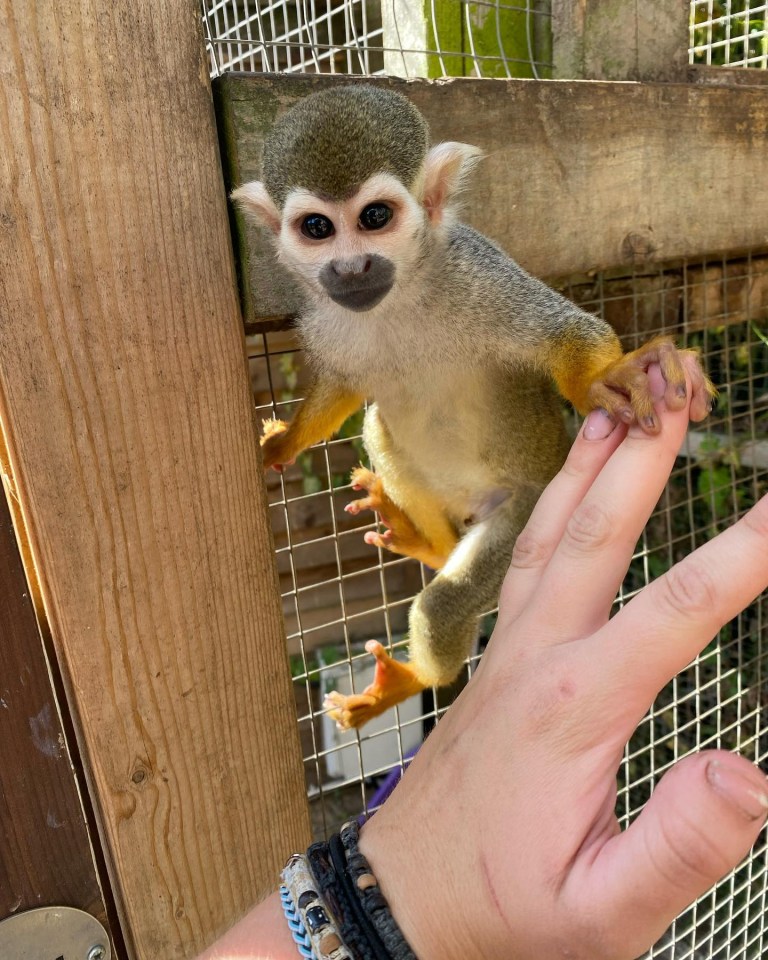 Squirrel monkeys can also be found as Cassiobury Farm