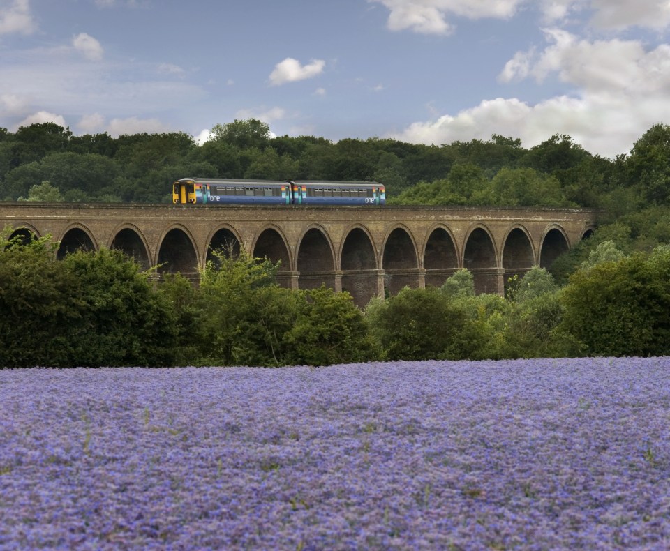 In the summer you can see a field of blue linseed oil bearing flowers