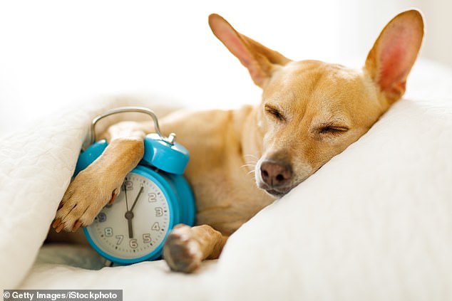 Even dogs snore so avoid sharing a bed with them if you want to improve the quality of your sleep