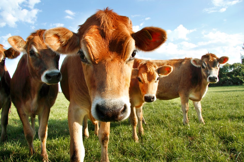 Jersey milk is world famous and used to make butter and ice cream