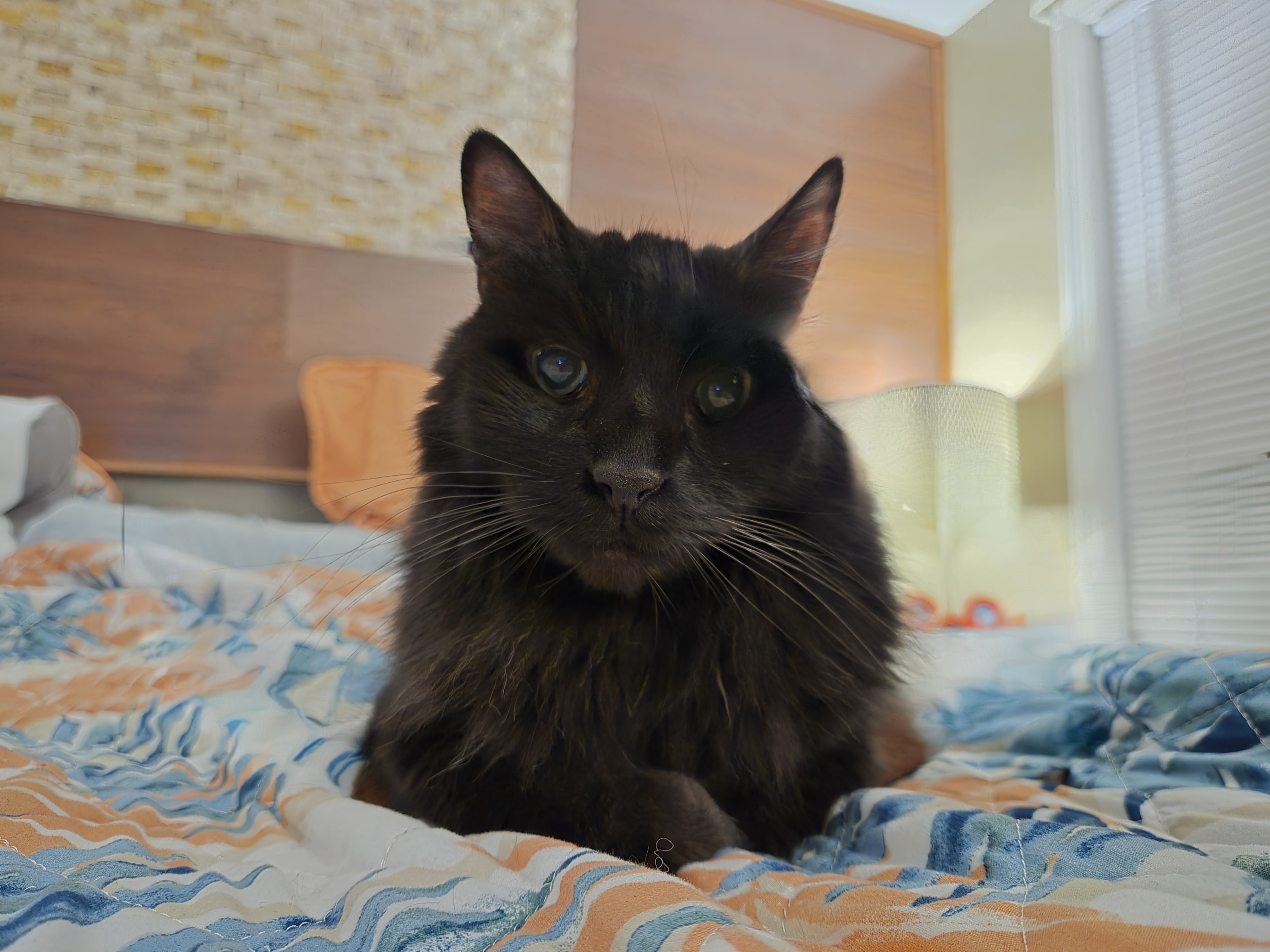 Cat on a bed.