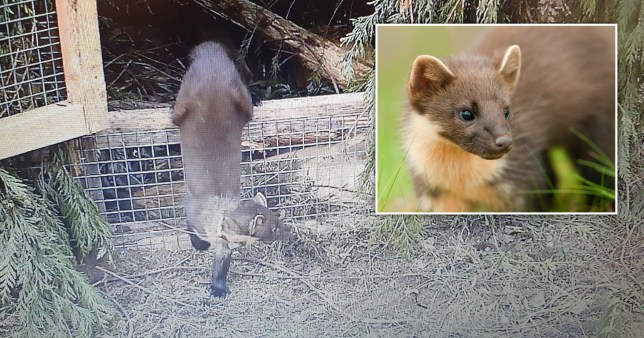 A pine marten is seen climbing out of its enclosure 