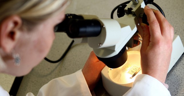 A woman looks through a microscope 