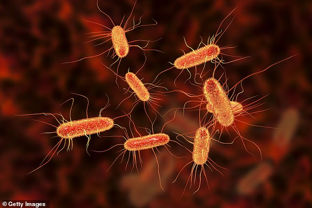 Studies have suggested E. coli accounts for 90 per cent of urinary tract infections