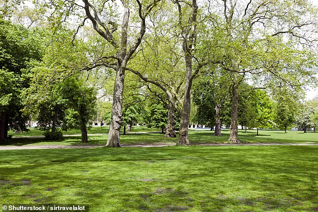 In the shade: A reader is trying to persuade a neighbour to prune back an overhanging tree which is blocking  the light from one side of their house