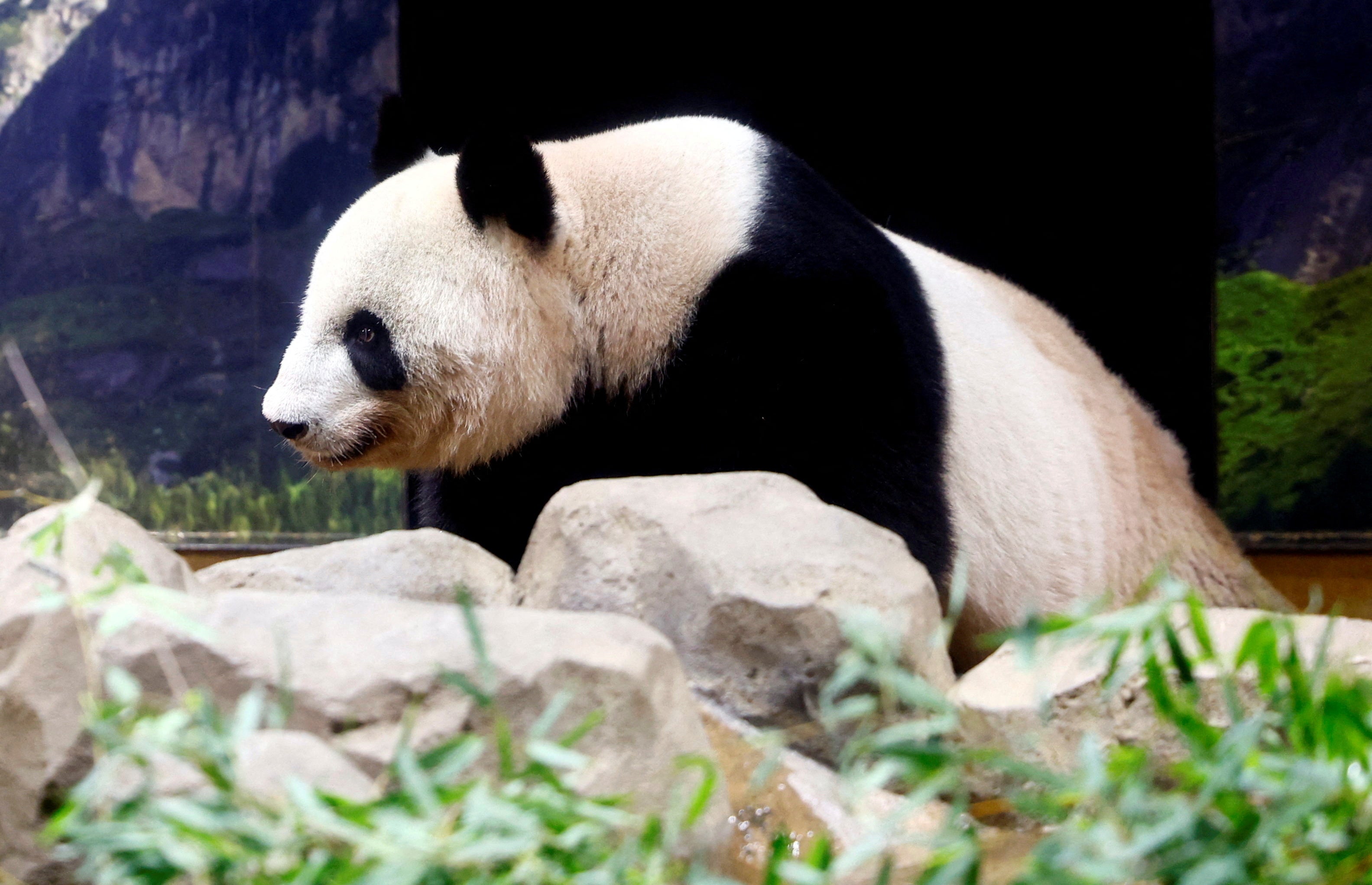 Giant panda 'Shin Shin' is seen at the Ueno Zoological Garden in Tokyo, Japan, late last month. China has sent pandas to institutions around the world since the 1990s. Now an investigation from The New York Times alleges agressive artificial breeding has killed and injured pandas, despite denials from the centers that take care of the bears