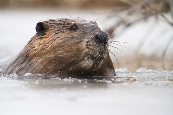 Closeup low angle funny portrait of a beaver in icey water