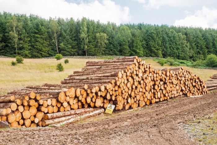 Logs stacked in piles