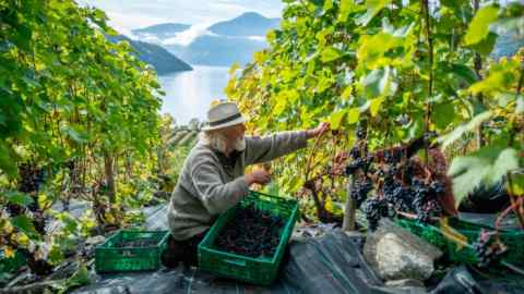 Bjørn Bergum on his Slinde Vineyard in Norway