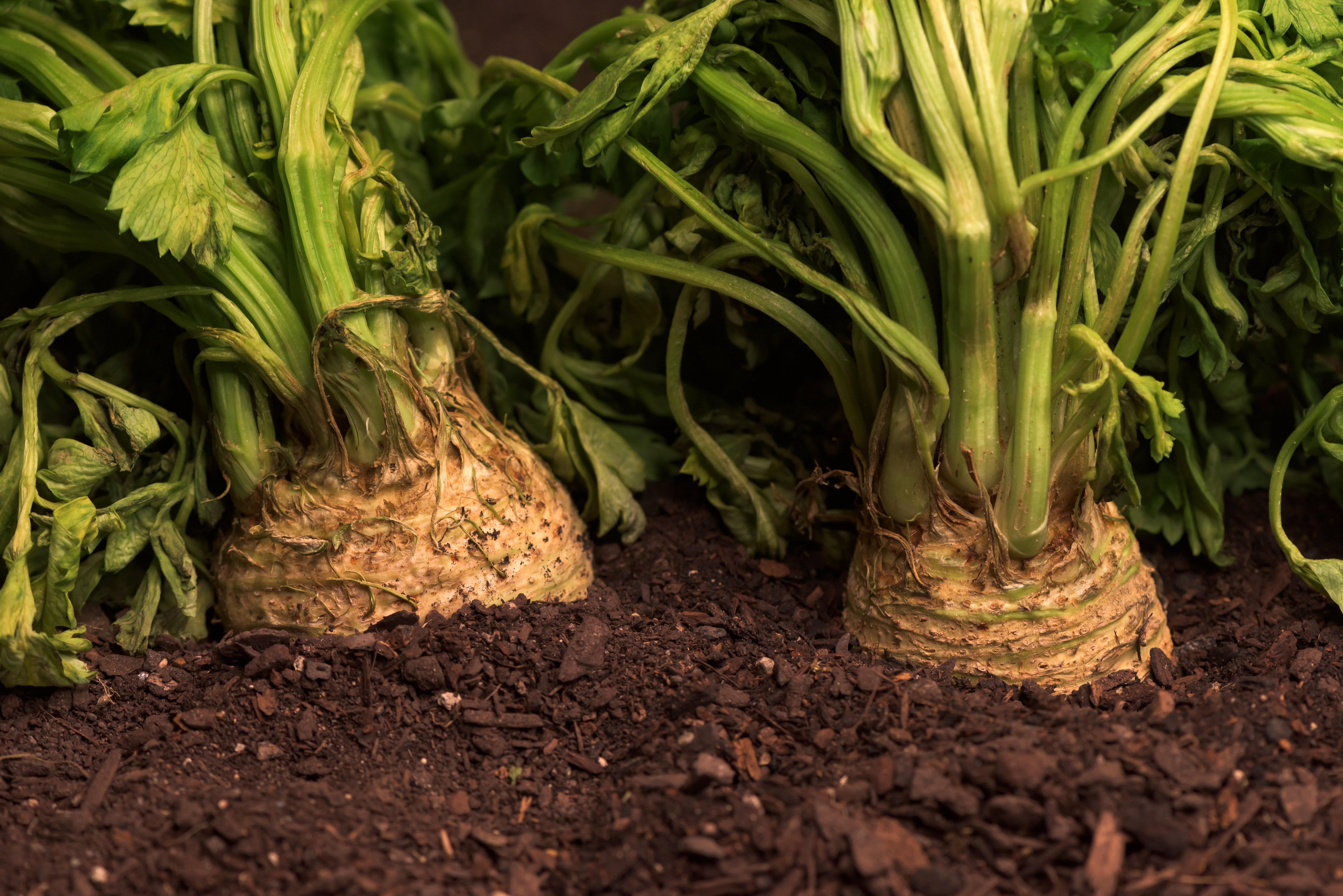 Celeriac growing in the shade