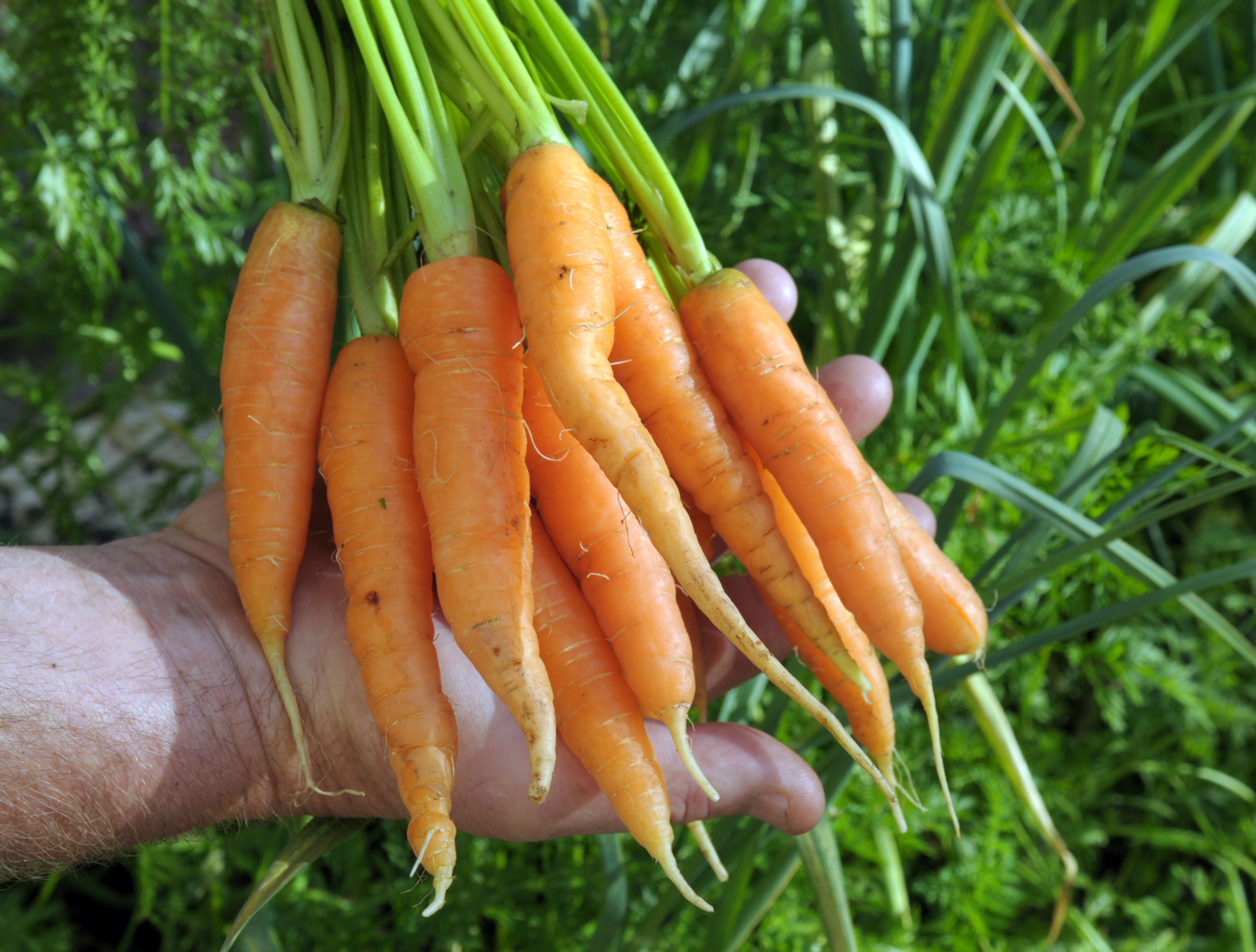 You can get a head-start on your carrot crop