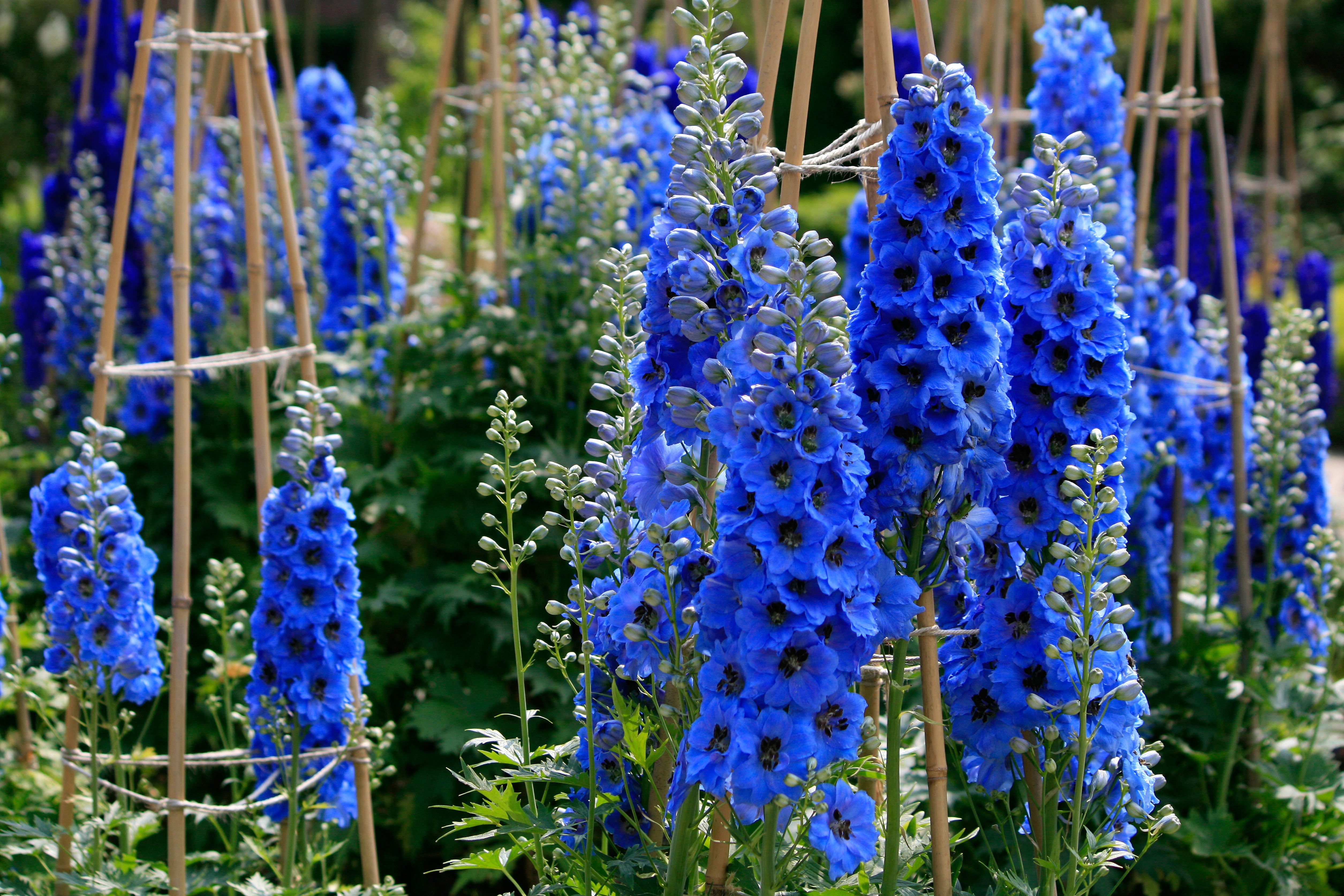 Plant delphiniums in pots or seed trays