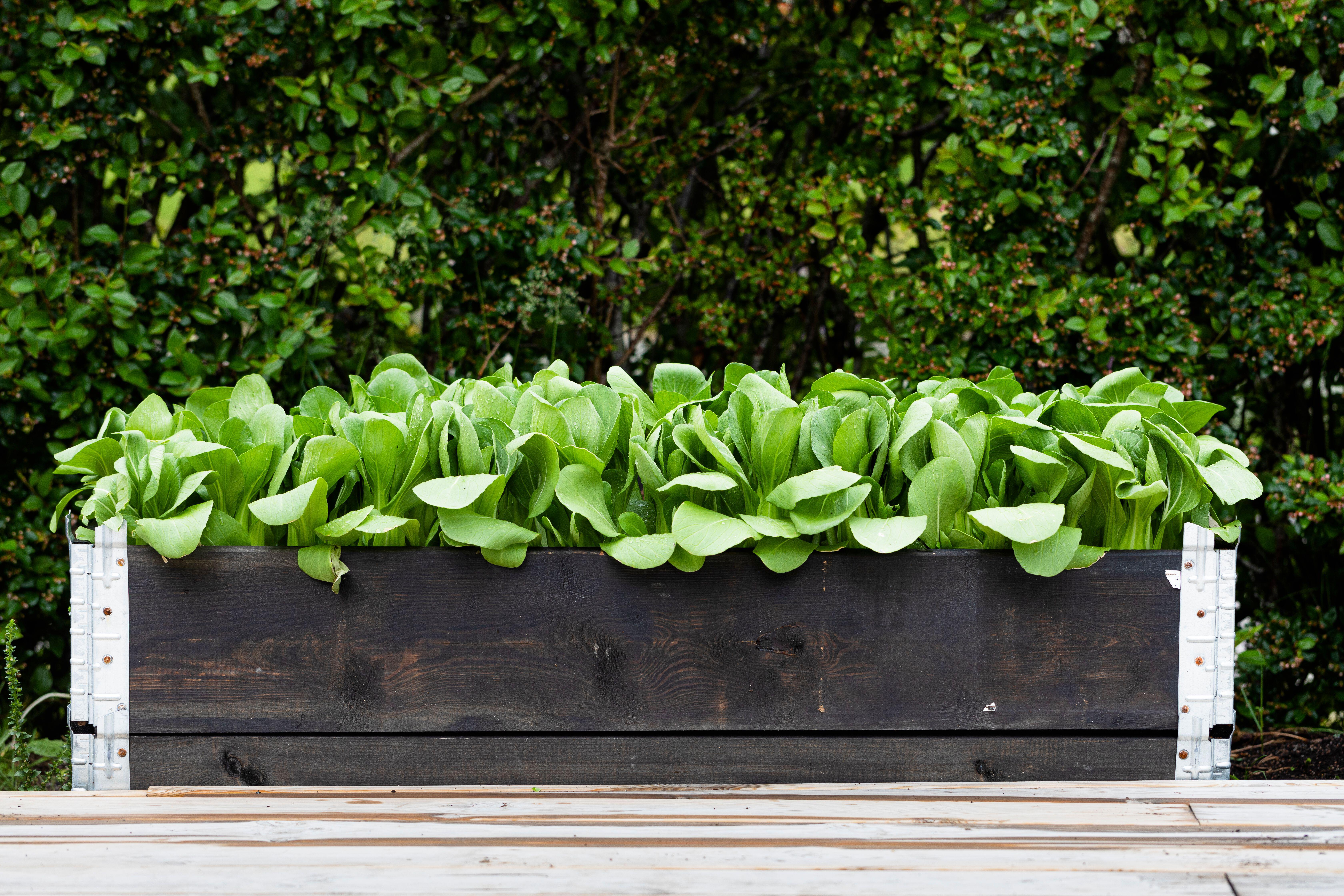 Pak Choi can be planted in a cosy greenhouse