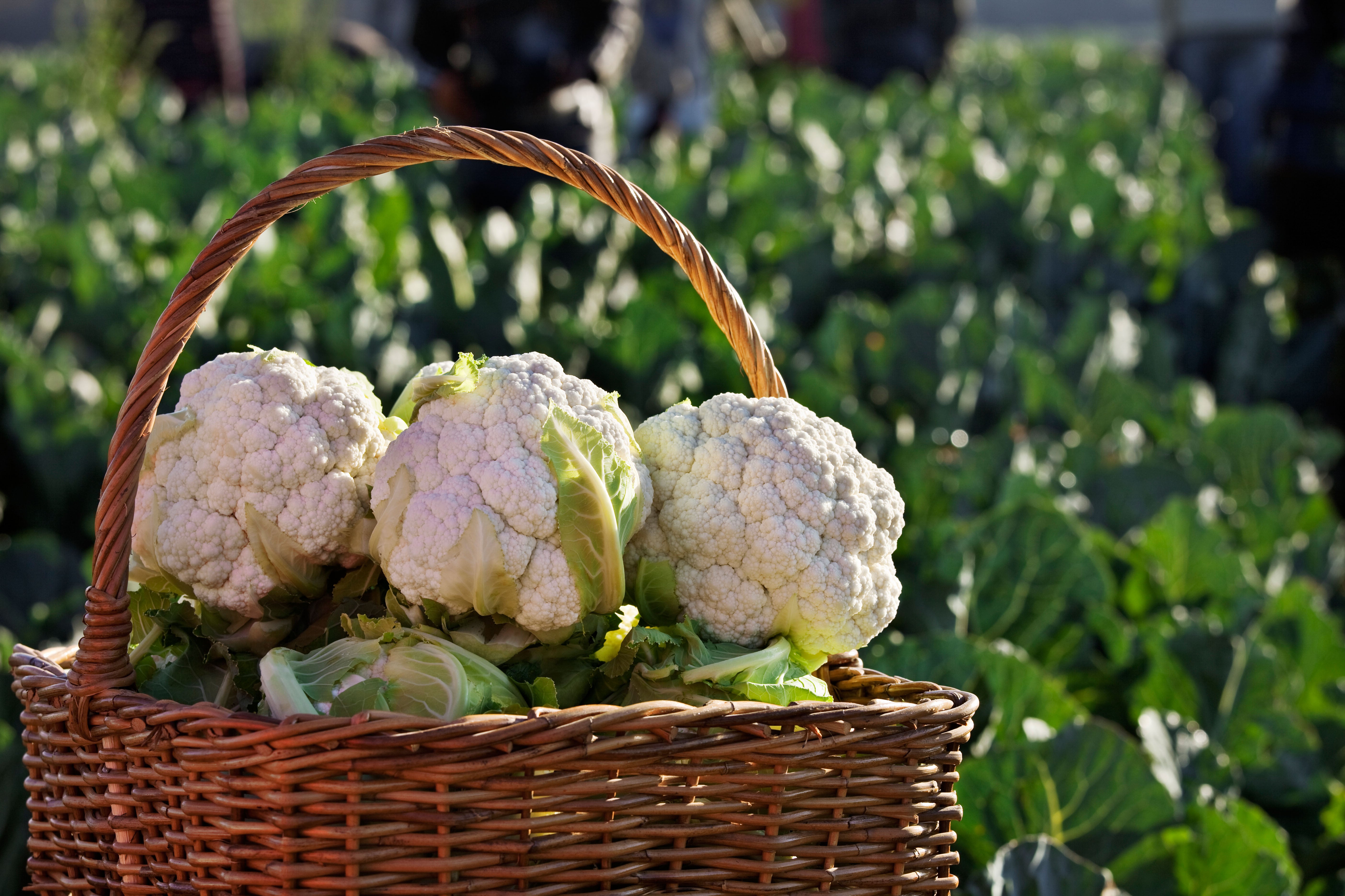 Hardy vegetables, such as cauliflower, thrive at this time of the year