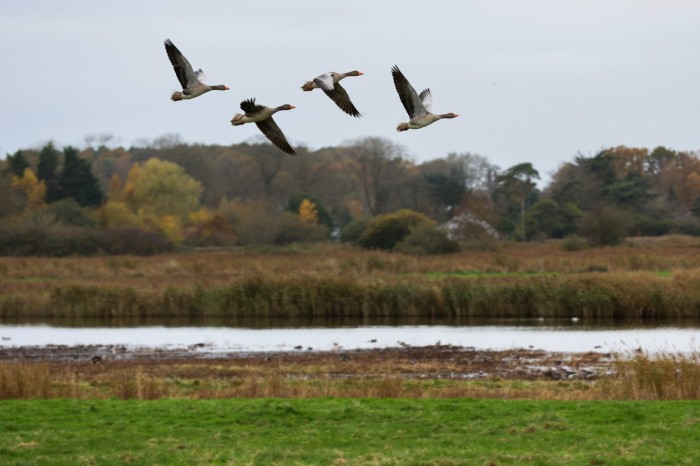 Greylag geese take flights at a nature reserve in Aldeburgh, Suffolk