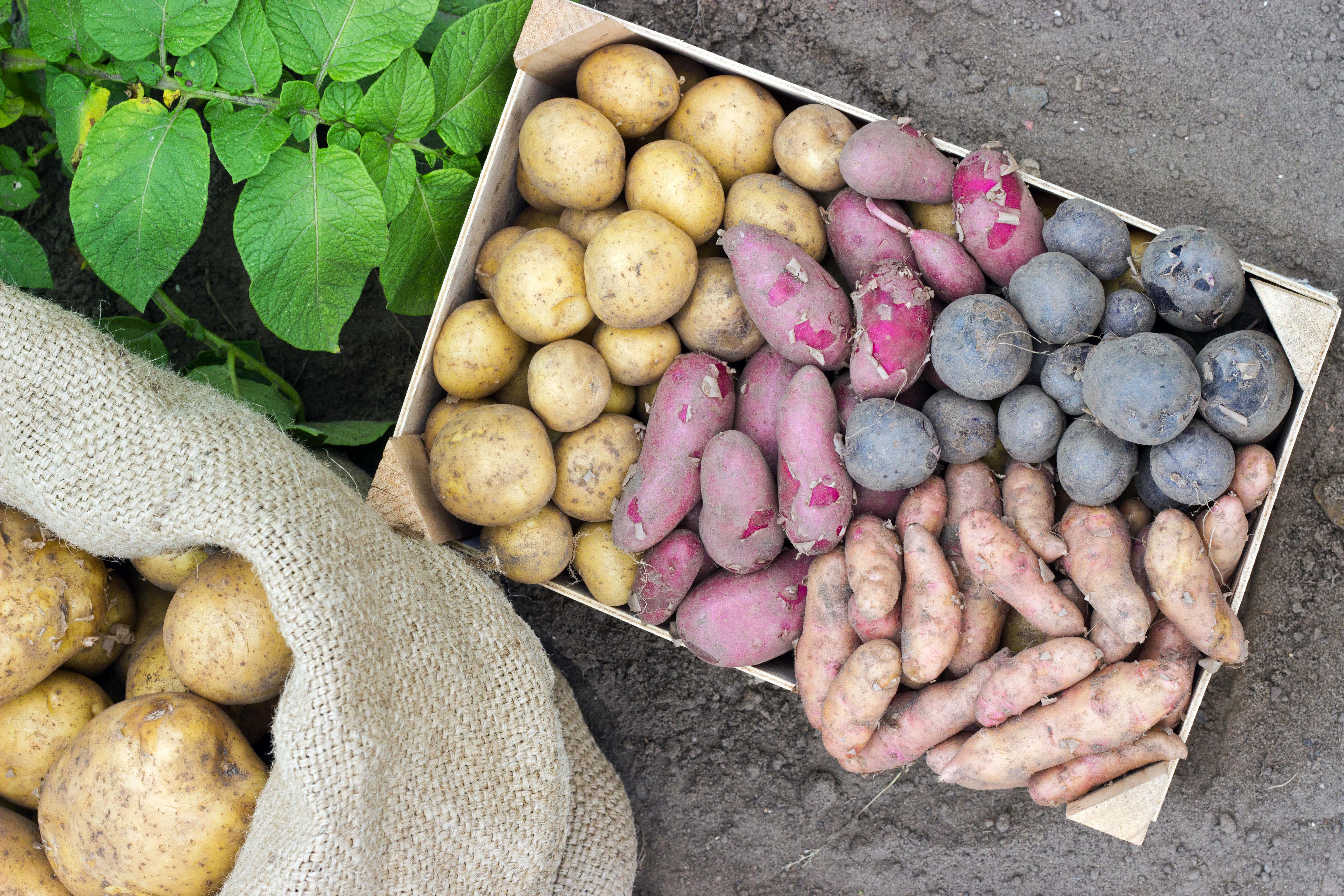 You don’t need a lot of space in your garden to grow potatoes