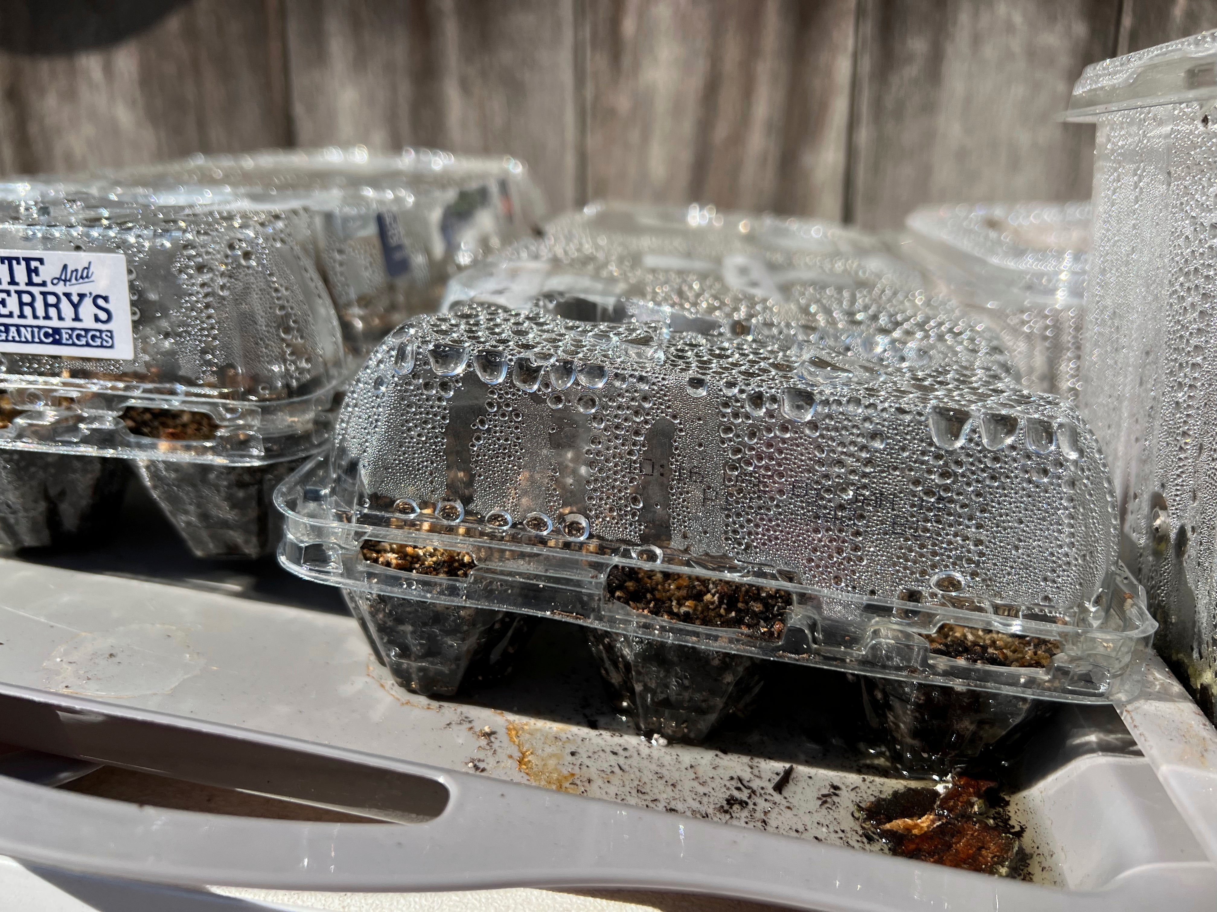 Plastic egg cartons acting as seed sowing ‘glasshouses’