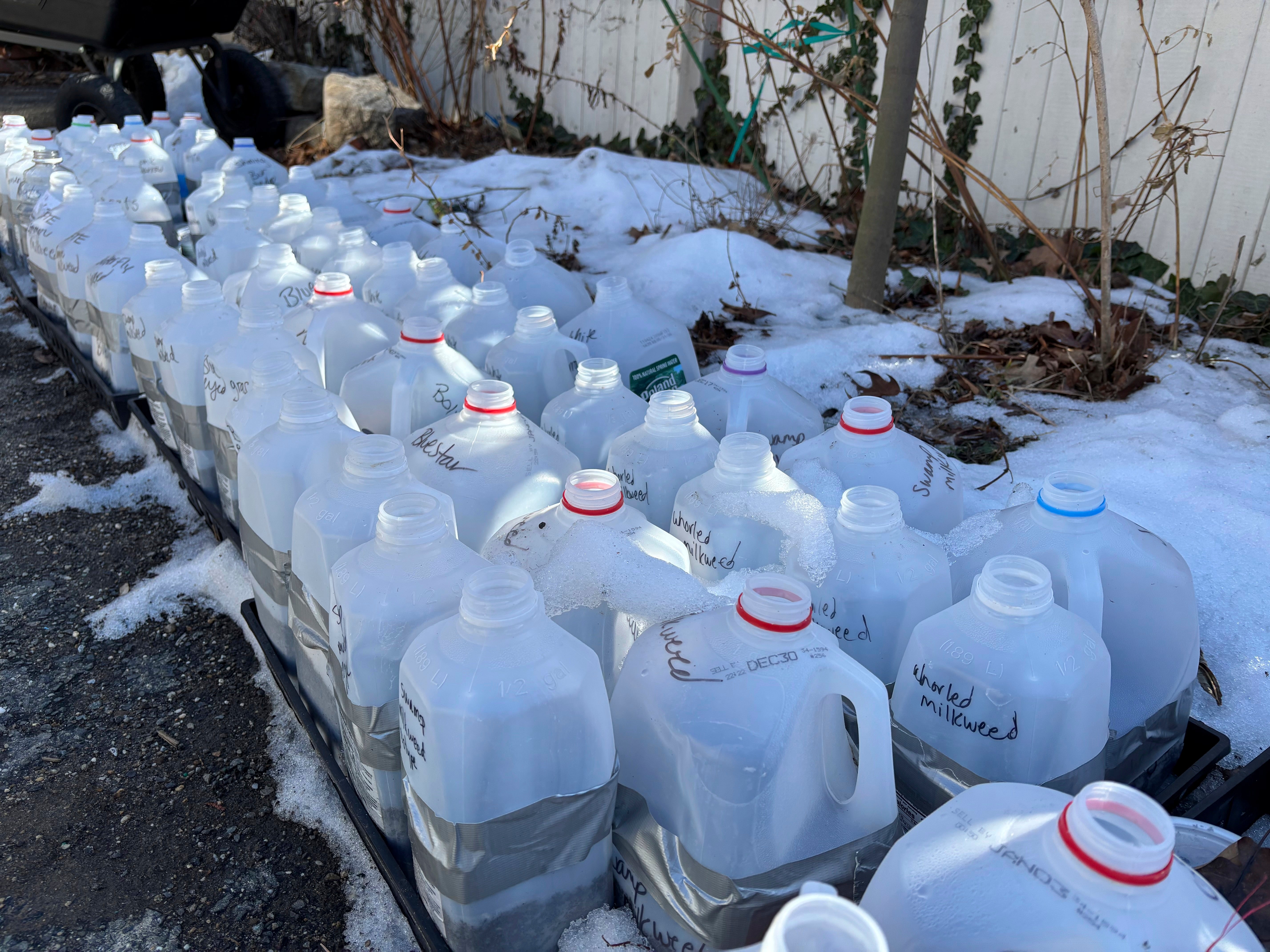 Milk bottles repurposed as seed sowing containers