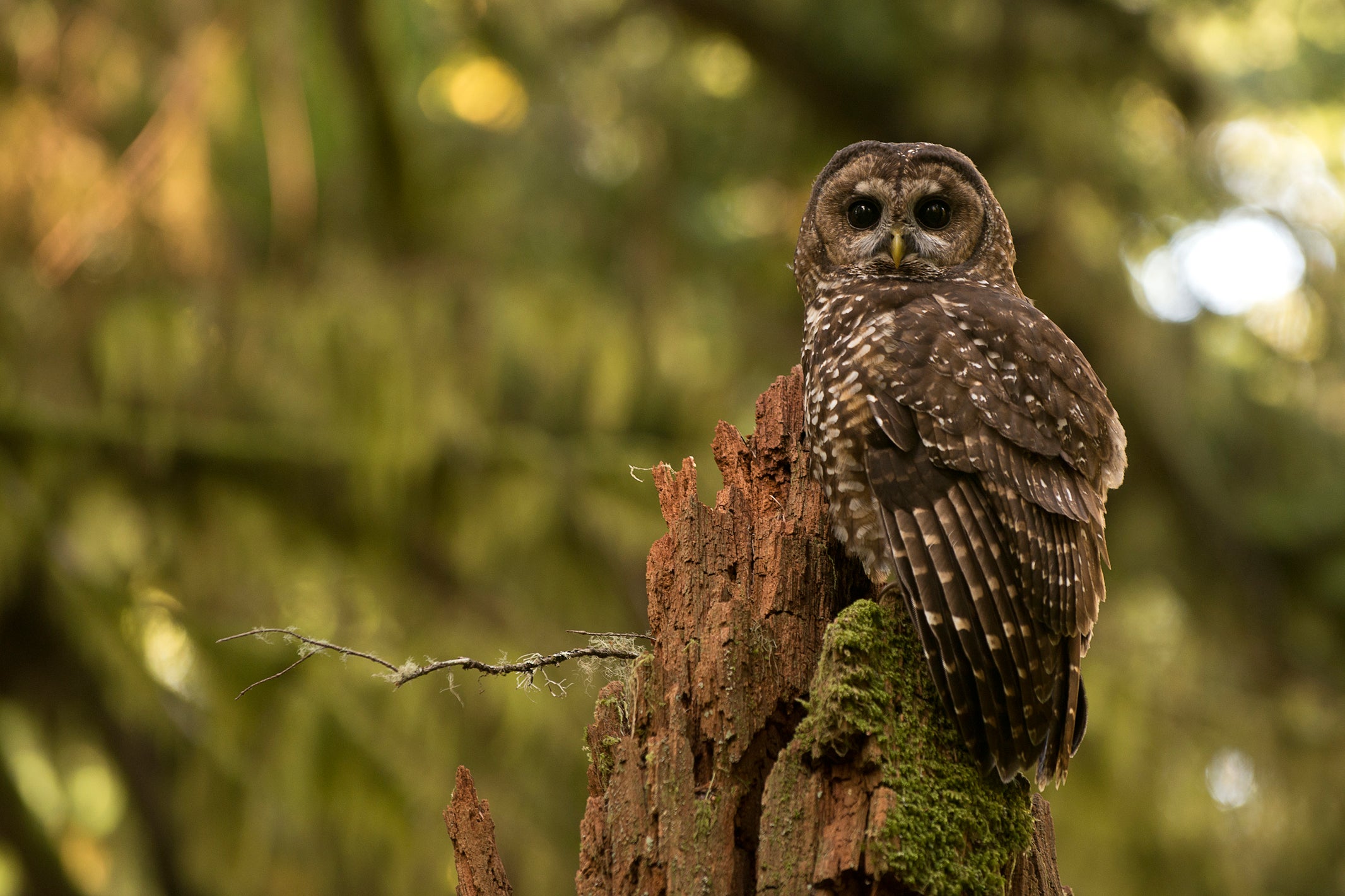 The northern spotted owl is one of the most studied birds in the world. Monitoring the federally threatened owl is critical to ensuring its continued survival. But, environmentalists at the Center for Biological Diversity say a hiring freeze implemented by the Trump administration could stop the species from ‘sliding into extinction’