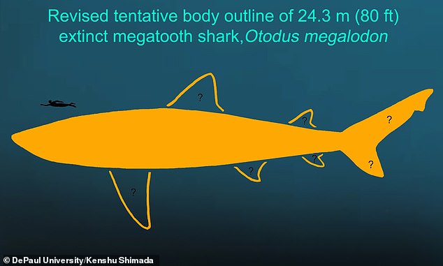 This newly-revised body outline for Megalodon (24.3 meters or 80 feet long) is presented with a human being for scale (note that the two species never co-existed). Unfortunately, the exact shape, size and position of most fins remain unknown based on the present fossil record