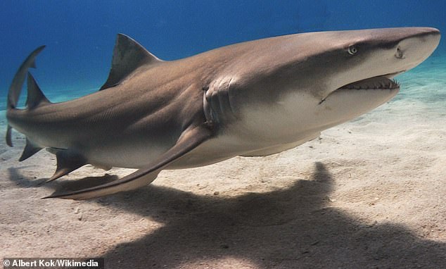 The Meg was more like an enormous lemon shark (pictured), which have a leaner, more uniform body shape than great white sharks