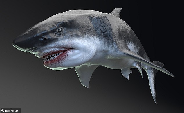 The Meg is only known from teeth and vertebrae in the fossil record, although it is generally accepted scientifically that the species was gigantic. Pictured, a 3D rendering of what it may have looked like