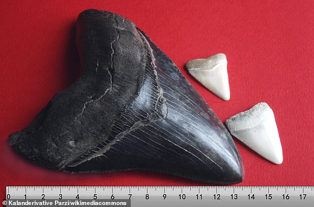 Pictured, Megalodon tooth with two great white shark teeth. This new study reveals the Meg was more likely resembled today's lemon shark, which has a slimmer body than the modern great white shark with which the Meg is usually compared