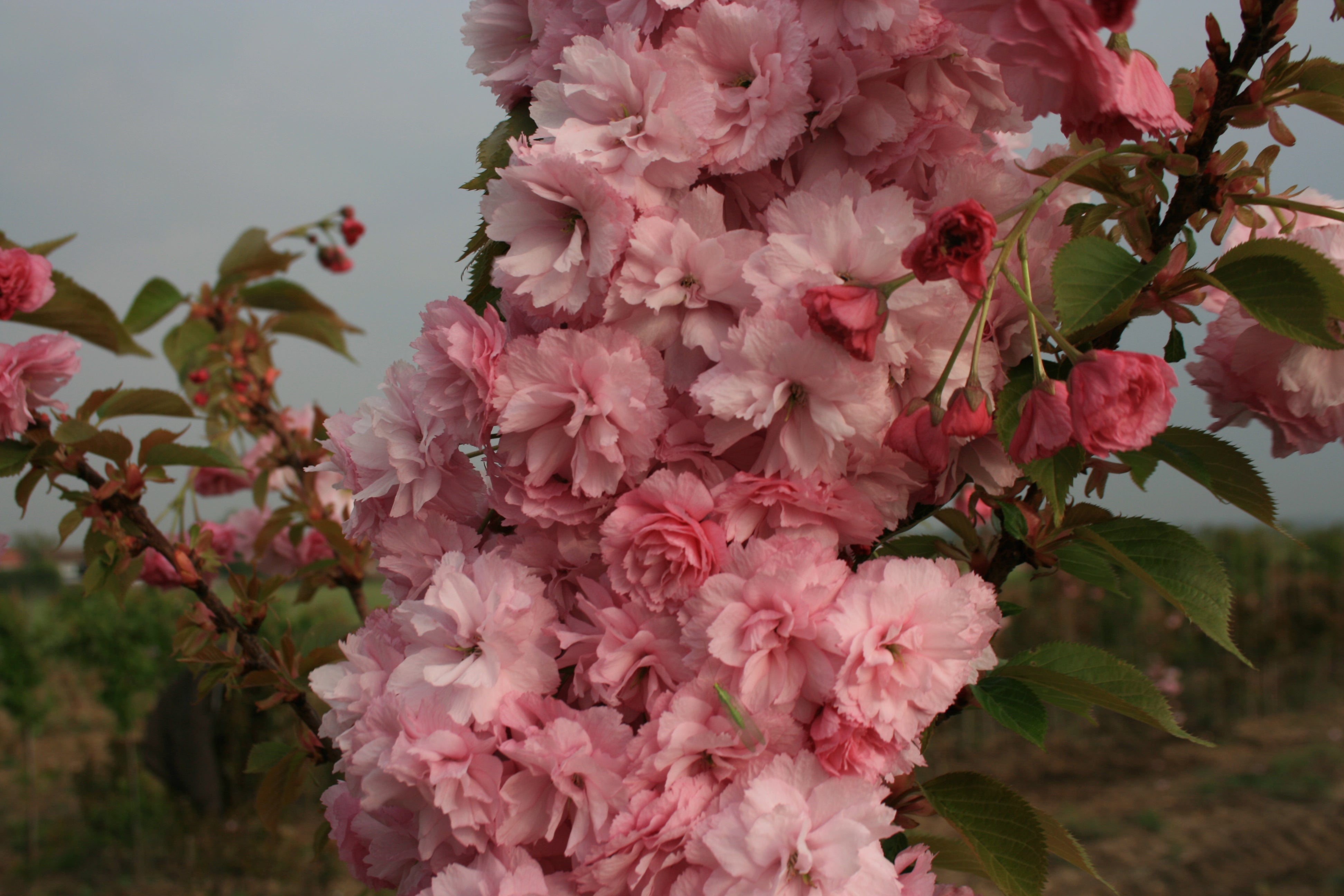 Prunus 'Candy Floss'