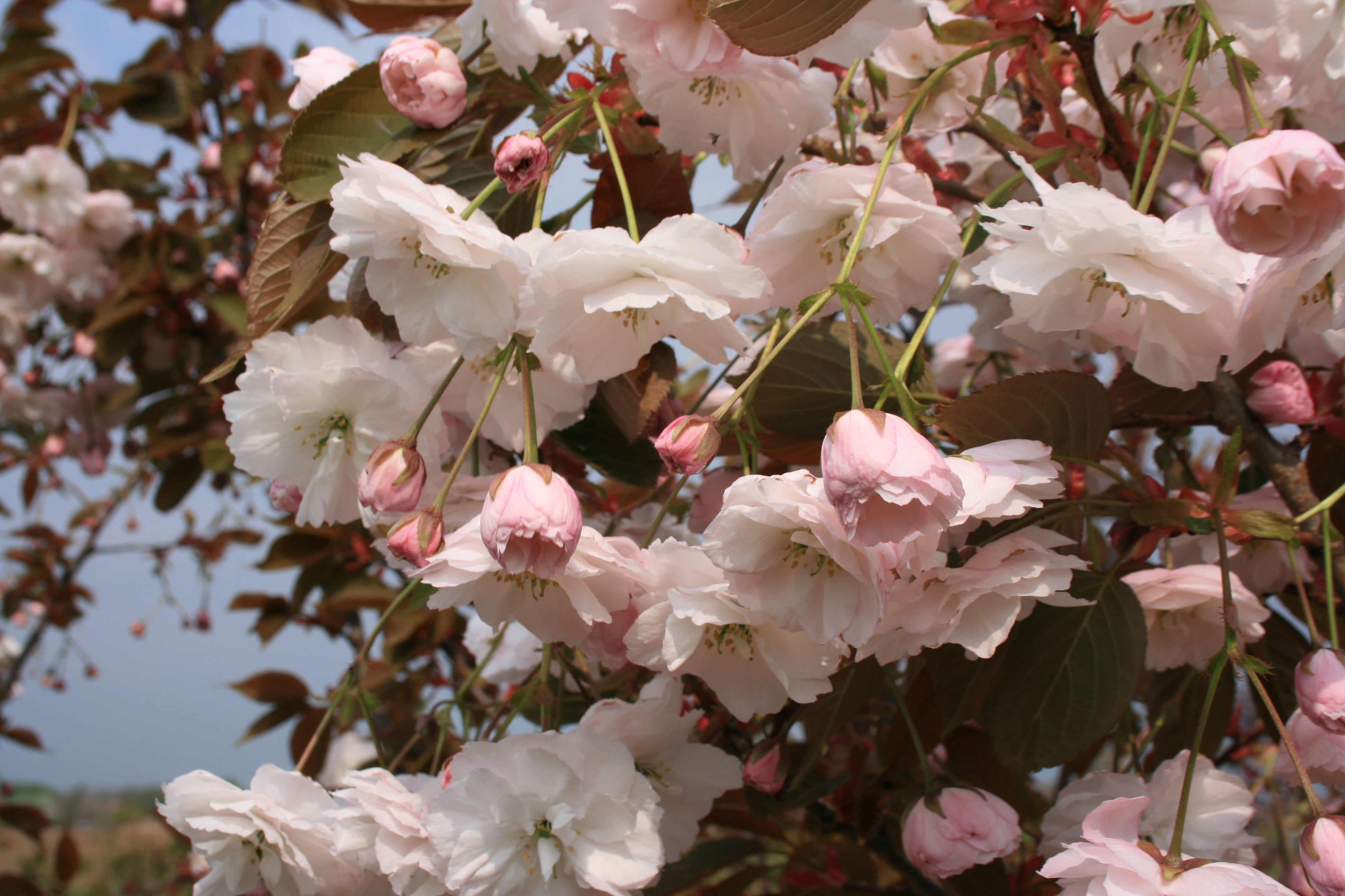 Prunus 'Shirofugen'