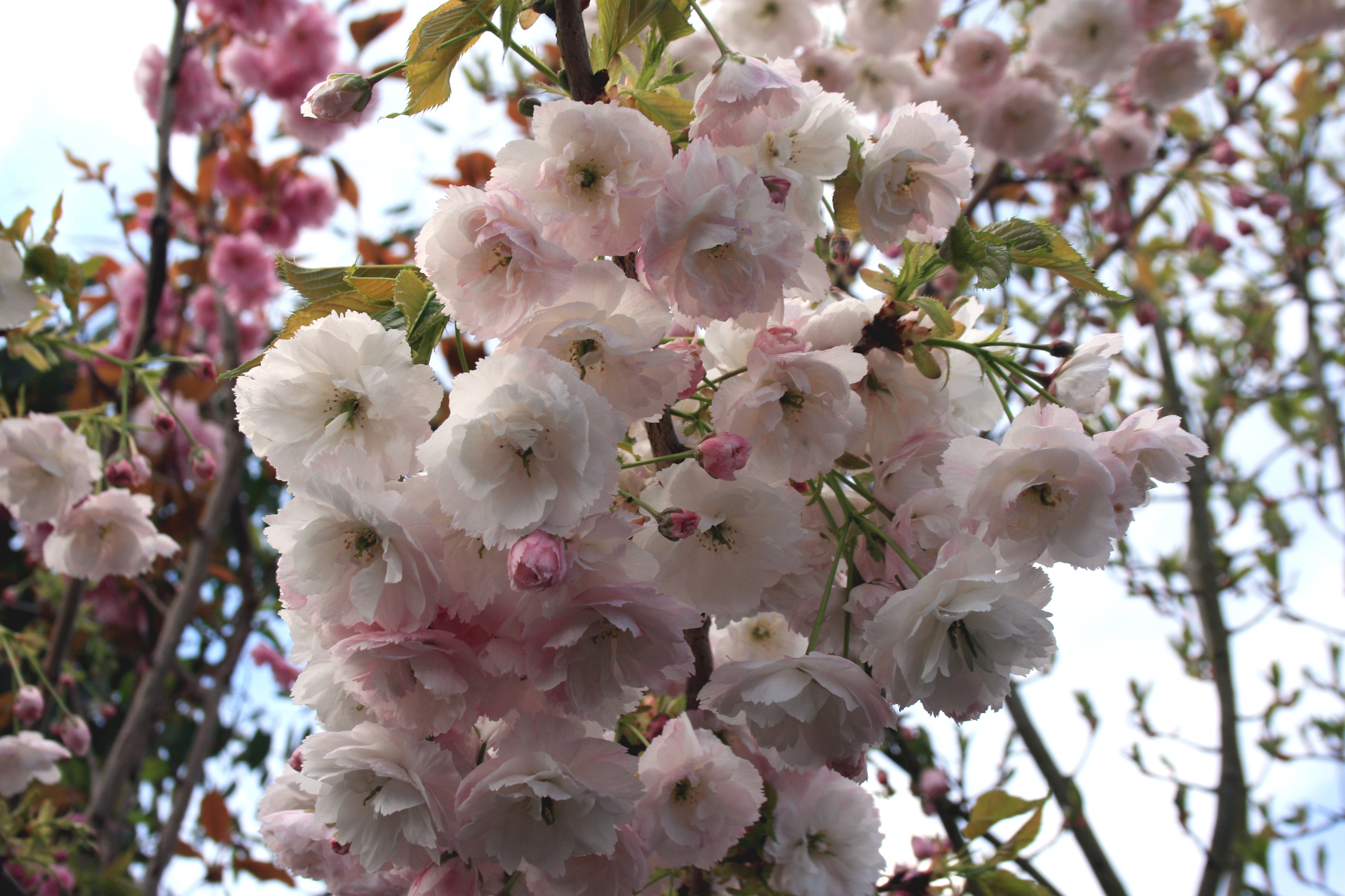 Prunus 'Shogetsu'.