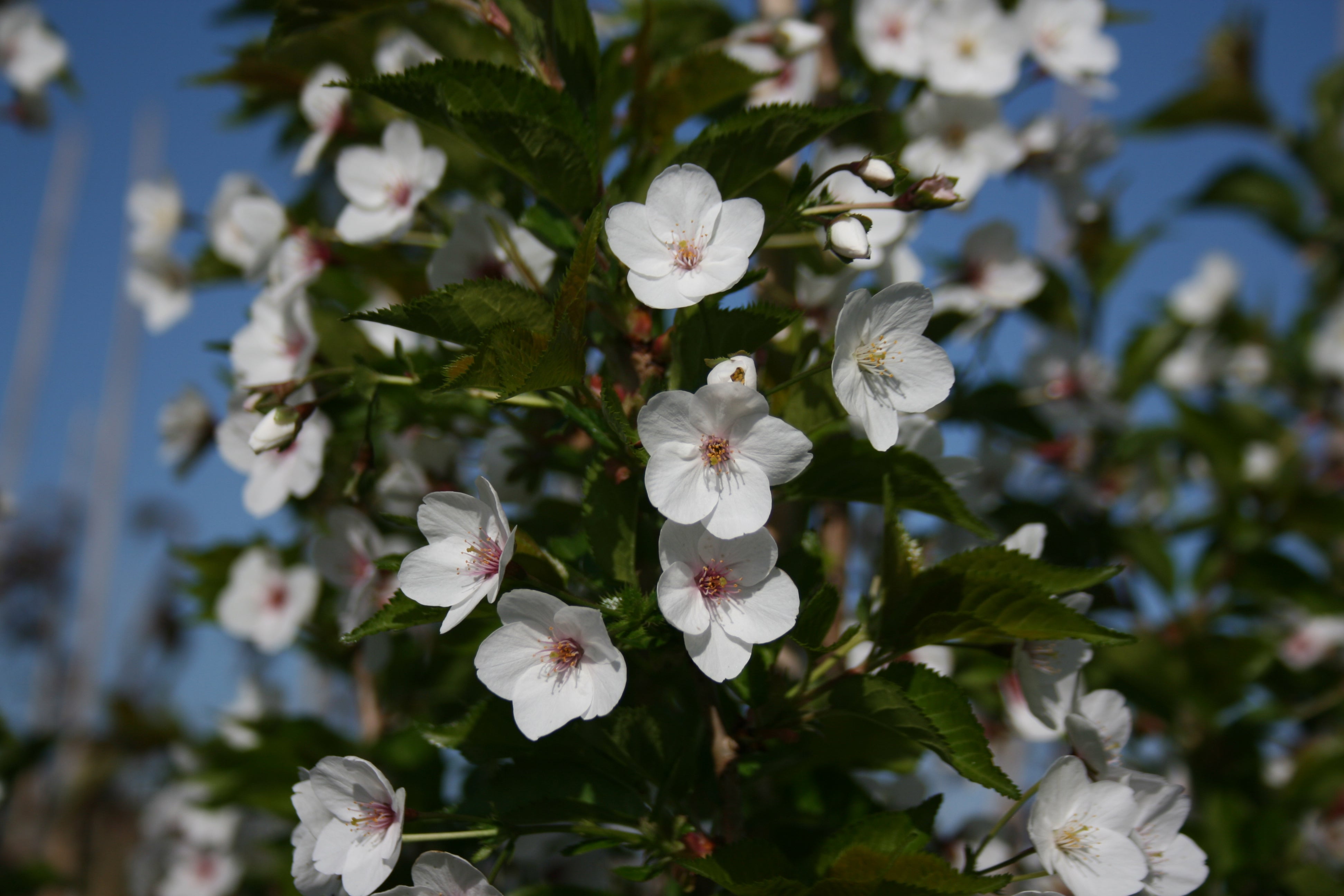 Prunus 'Snow Goose'