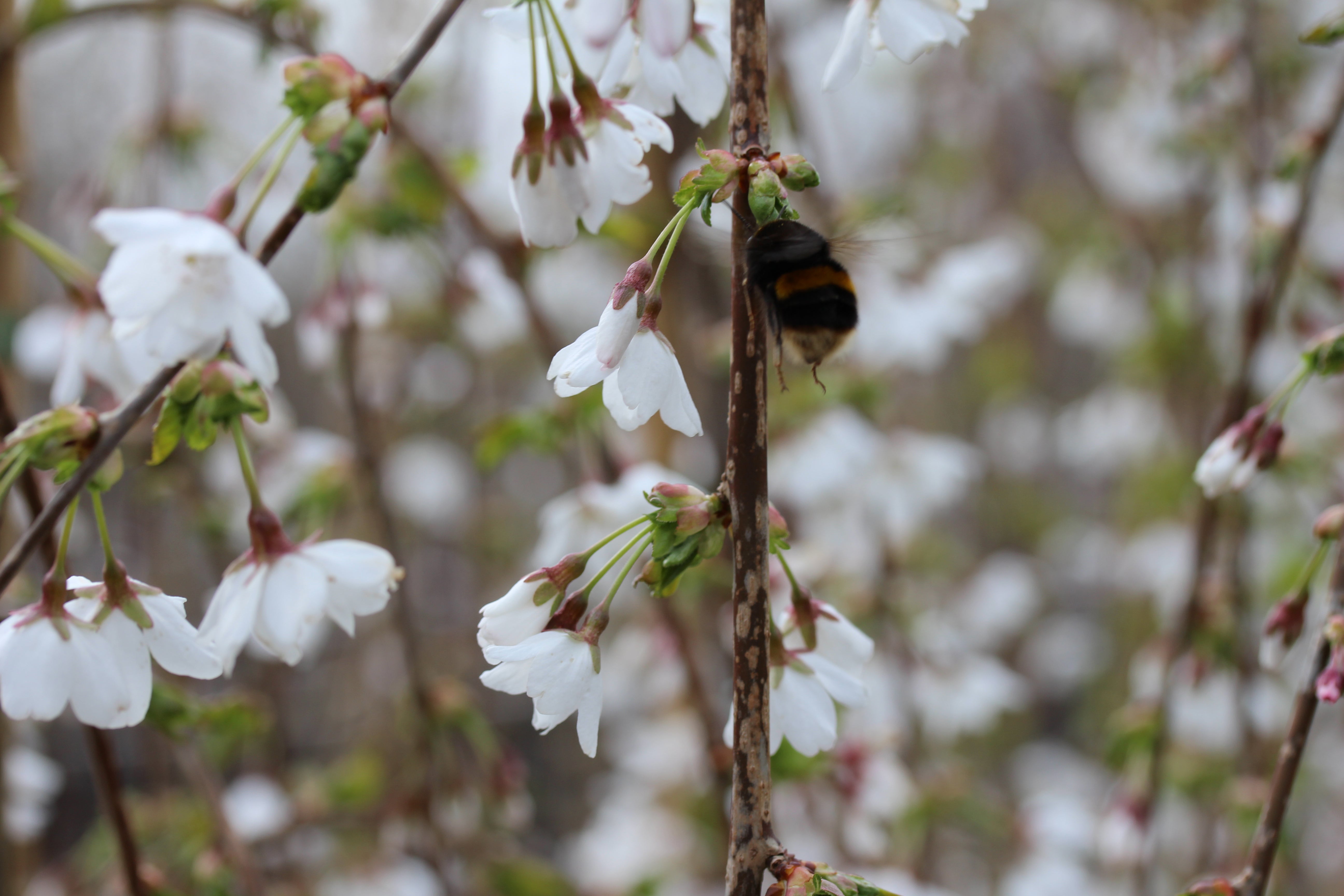 Prunus 'Snow Showers'