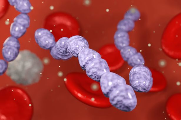 Streptococcal bacteria inside of blood vessel