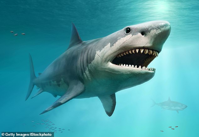 Fearsome: The Megalodon (artist's impression pictured) dominated oceans from about 15 to 3.6 million years ago, it's been estimated