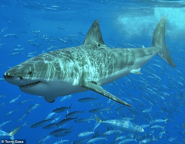 Great white sharks (pictured) have a stocky, torpedo-shaped body built for bursts of speed, with a broad midsection that tapers sharply toward the tail