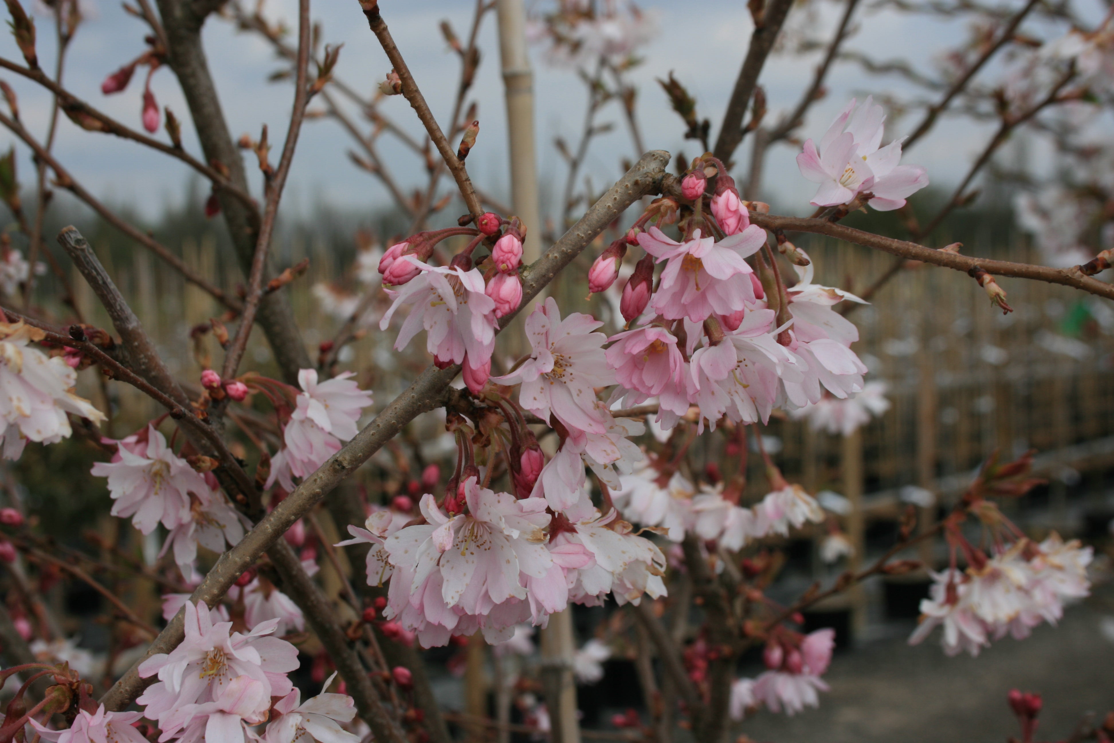 Prunus 'Autumnalis Rosea'