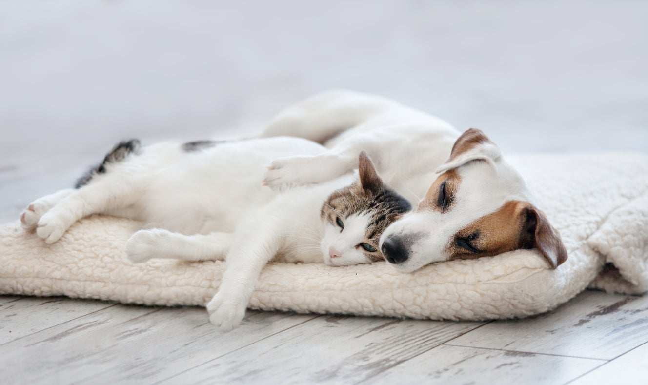 Cats and dogs are evolving to look more alike