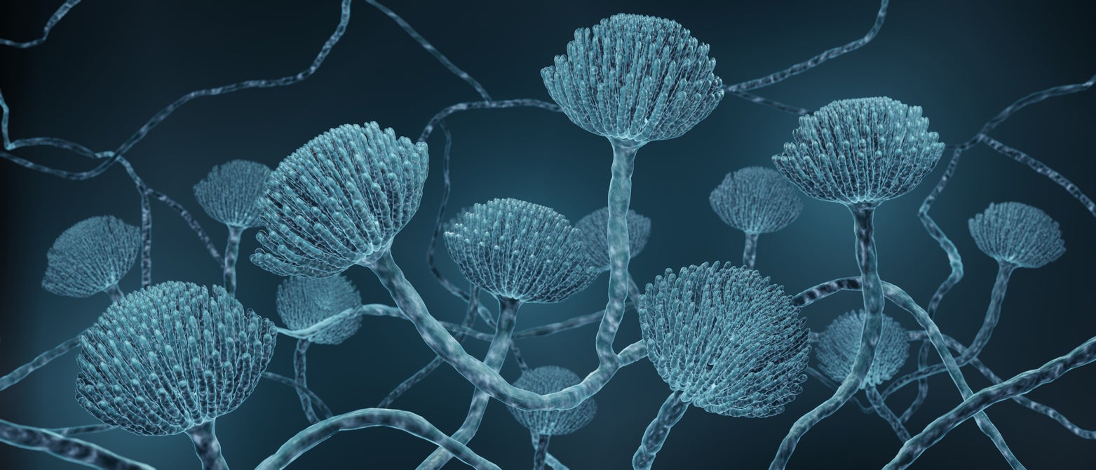 Aspergillus mould can cause lung illness