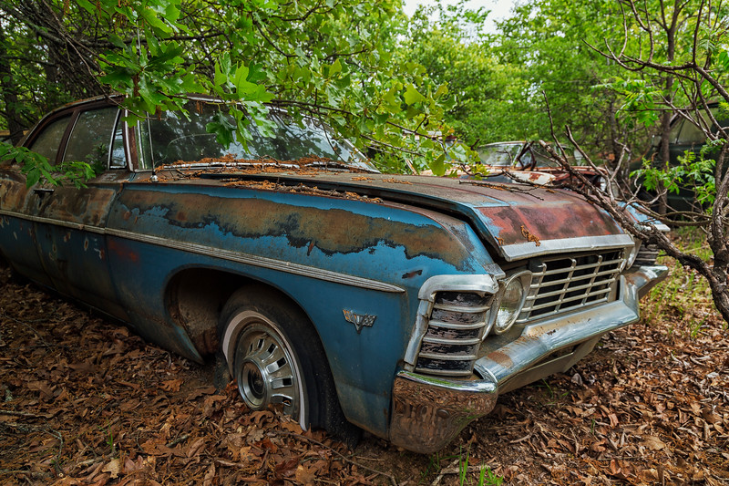 Rusty blue classic car in an overgrown junkyard.