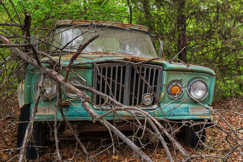 Rusty teal vintage Jeep overgrown with branches.