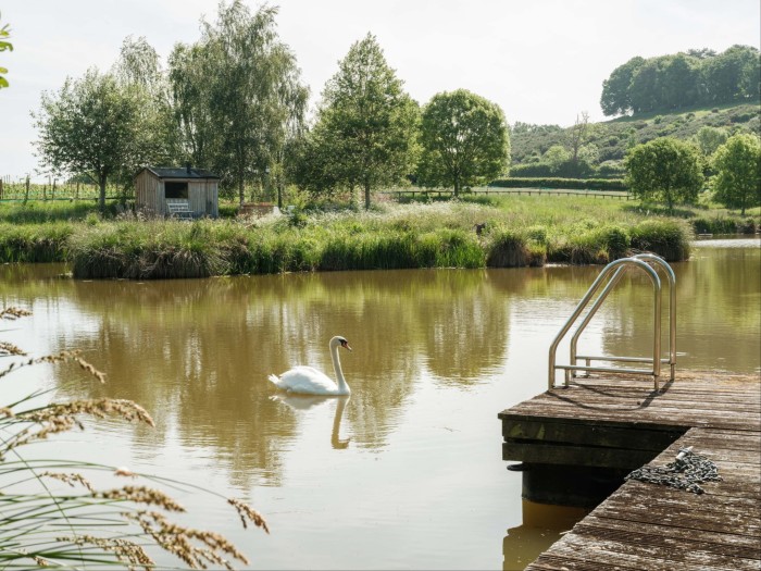 White swan gliding across a still pond beside a wooden jetty with metal steps, surrounded by lush greenery