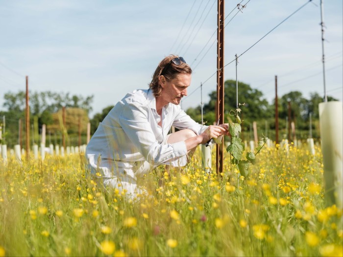 Man in a striped shirt tending to young vines in a sunlit field of yellow wildflowers and trellises
