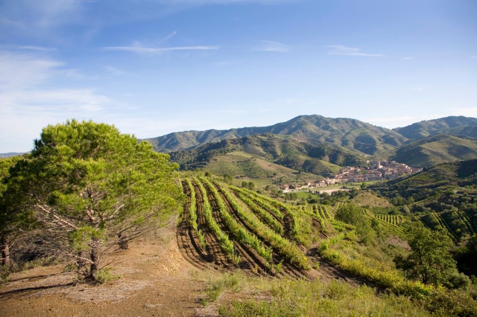 Priorat wine region vineyard with Porrera in the distance.
