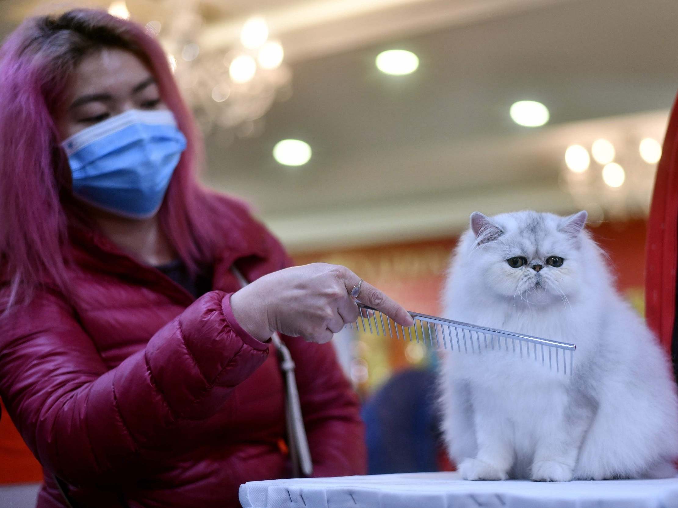 Winter Sonata, a Persian breed, gets a combing during Vietnam’s first national cat show in Hanoi