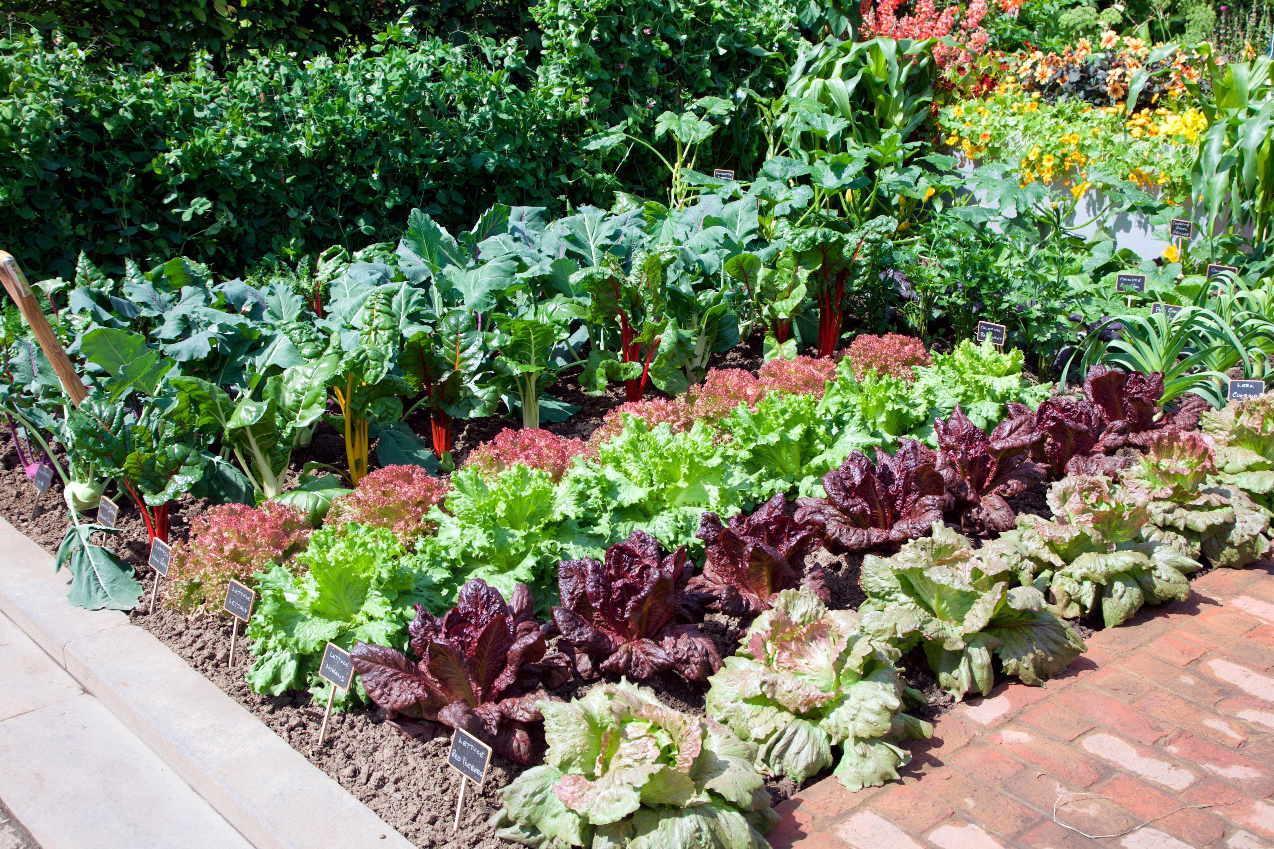 These are the plants you should be sowing in June (Alamy/PA)