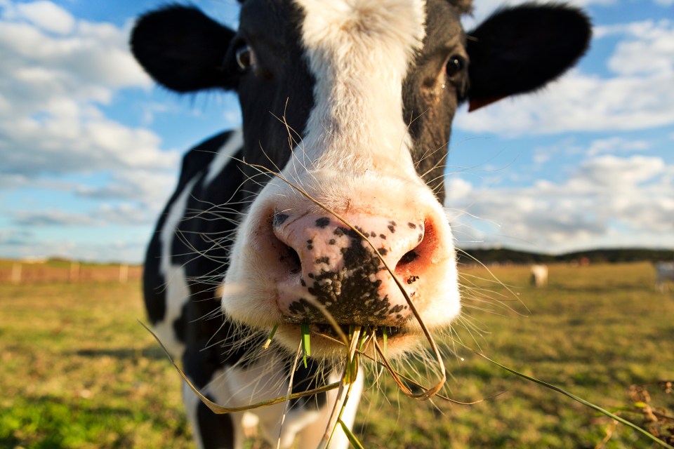 Close-up of a dairy cow eating grass in a field.
